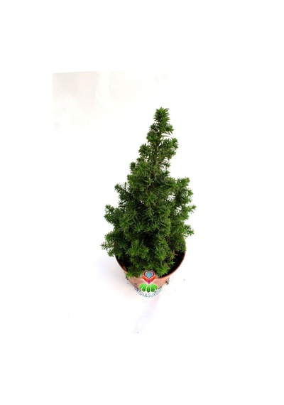 Videolu Chamaecypans Mini Çam Ağacı, Elwoodi Yılbaşı Ağacı 35-45 Cm Saksıda İran Çamı