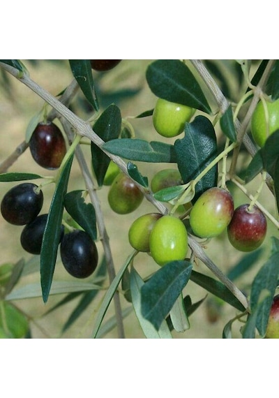 Tüplü İthal Sofralık Ve Sıkımlık Yeni Zelanda Menşei- Leccino Zeytini Fidanı
