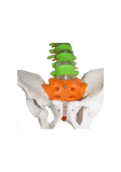 Omurga Maketi 85 cm Model 18