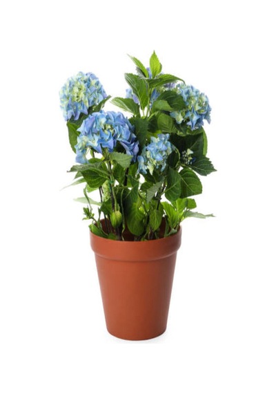 Videolu Muheteşem Görünümlü Mavi Ortanca Çiçeği 20 50 Cm 1 Adet Saksılı Bodur Bitki Rhododendron