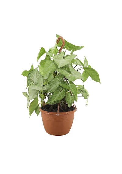 Syngonium - Ok Başı Sarmaşığı Askılı 20 30 Cm Yeşil