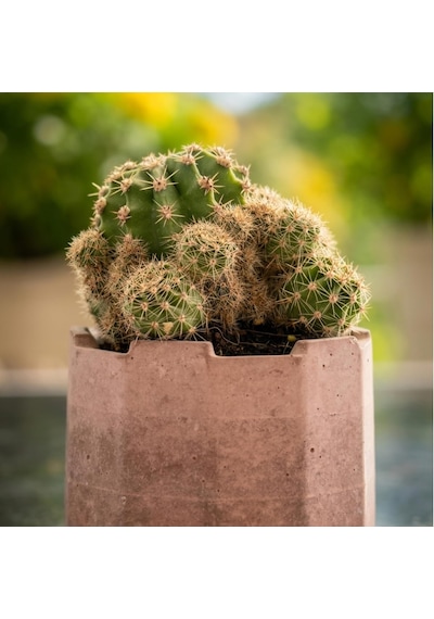 Tr Zevli Ateliera El Yapımı Beton Saksı + Canlı Sukulent & Kaktüs Koleksiyonu Kızıl Toprak, Geo, Echinopsis O