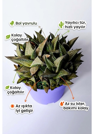 Haworthia Venosa Koleksiyonluk Sukulent Ev Ve Ofis Bitkisi 1 Adet