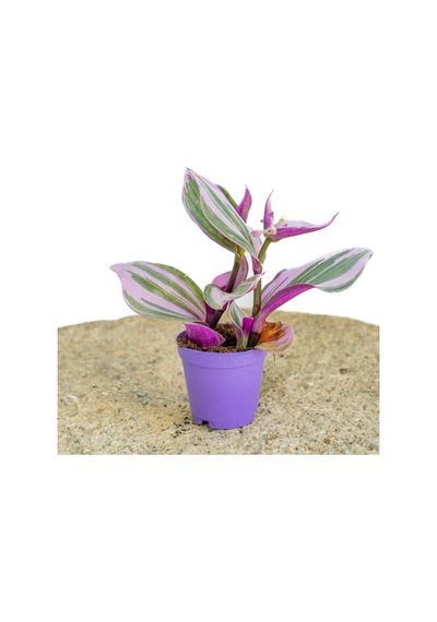 Videolu 1 Adet Telgraf Çiçeği Kara Sevda Bitkisi 25-40cm Saksılı Black Love Sapling