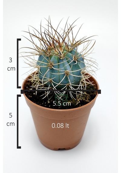 Mavi Melo Kaktüs Melocactus Azureus Türk Şapkası Kaktüsü