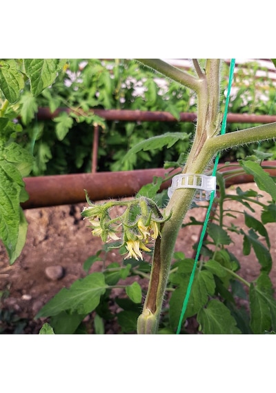 Pidok Sera İpi Bitki Klipsi Paketi Şeffaf Domates Klipsi
