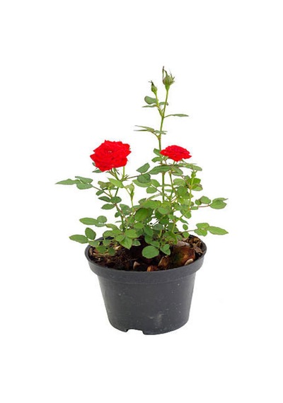 Videolu Kırmızı Ve Pembe Gül Fidanı 2 Adet Yediveren Saksılı 20-40 Cm Pink And Red Rose Sapling