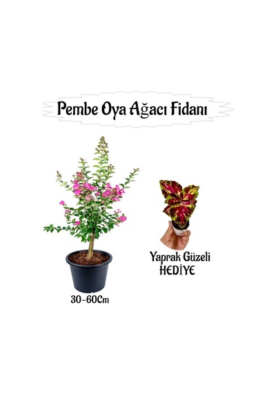 Pembe Oya Ağacı Fidanı 1 Adet Saksılı+yaprak Güzeli Çiçeği Hediyeli
