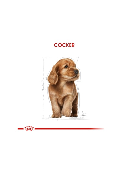 Royal Canin Cocker Puppy Irka Özel Yavru Köpek Maması 3 KG