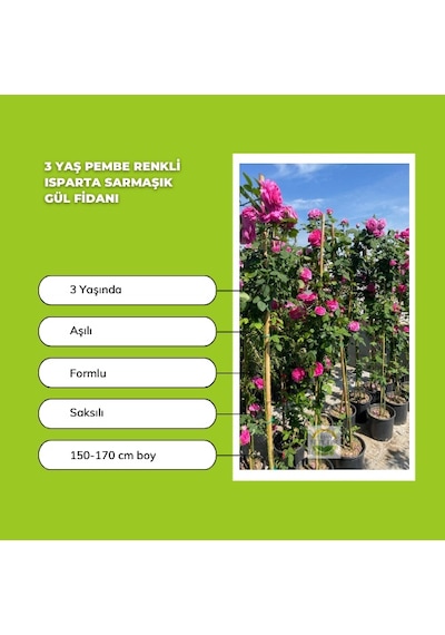 2 Adet 3 Yaş Pembe Renkli Isparta Sarmaşık Gül Fidanı Paketi