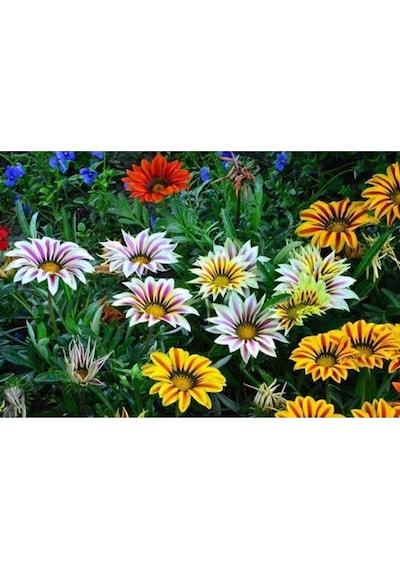 10 Adet Yellow Orange Gazania Tohumu