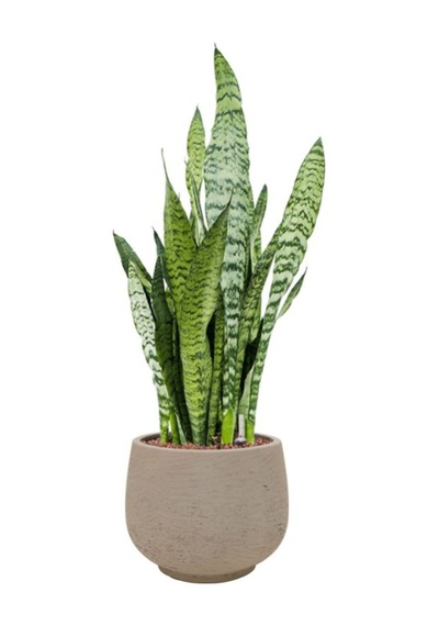 İç Mekan İçin Yeşil Kılıç Bitkisi Paşa Kılıcı Kolay Bakım 20-40cm