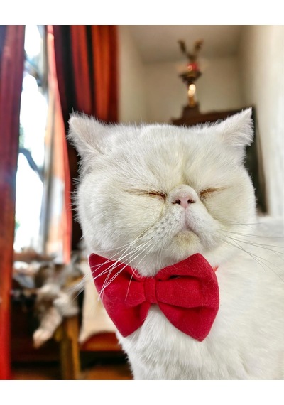 Kemique Maxi Rouge Kedi Papyonu Kurdela Tasma Yılbaşı Noel