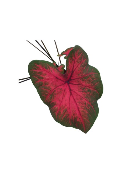 Caladium 'Postman Joyner' (Kaladyum Çiçeği)