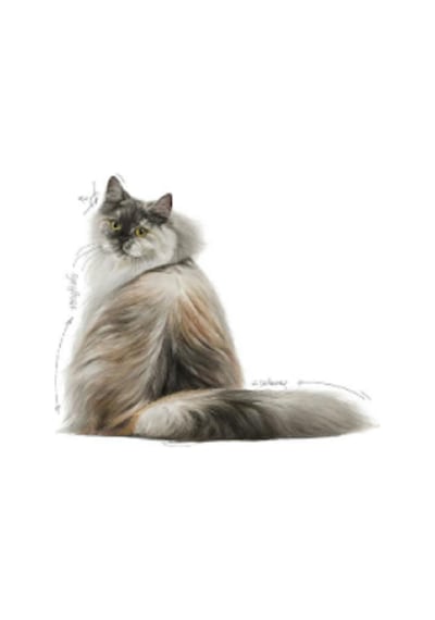 Royal Canin Hair & Skin Care Yetişkin Kedi Maması 1500 G