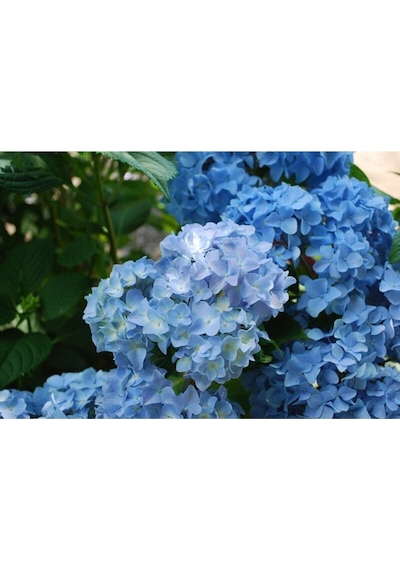 Videolu 1 Adet Ithal Mavi Çiçekli Ortanca Çiçeği 40-70 Cm Saksılı Çiçekli Bodur Bitkiler Hydrangea