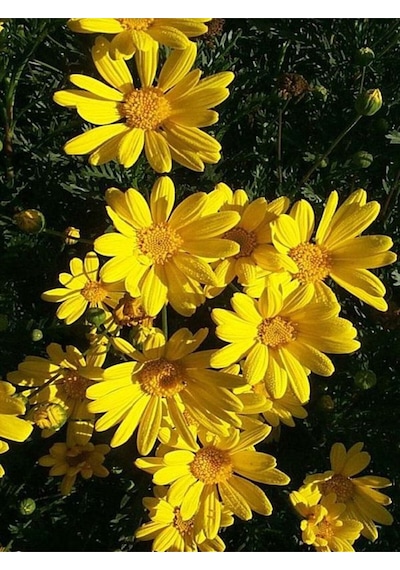 Videolu 1 Adet Sarı Papatya Fidanı Saksılı 35-65cm Yellow Daisy Sapling
