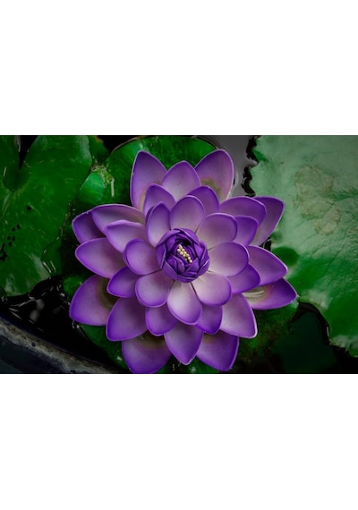 10 Adet Mor Lotus Tohumu Nilüfer Tohumu