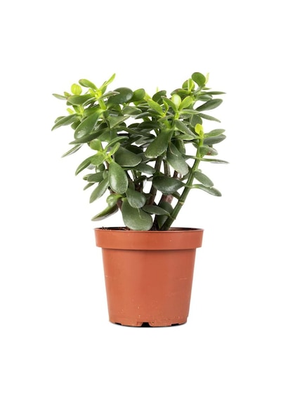 Yeşim Bitkisi Crassula Ovata Saksıda Canlı 15-25 Cm