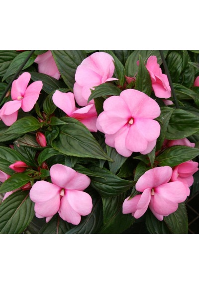 Pembe Cam Güzeli Fidanı Yeniğine Saksılı 10cm 30cm
