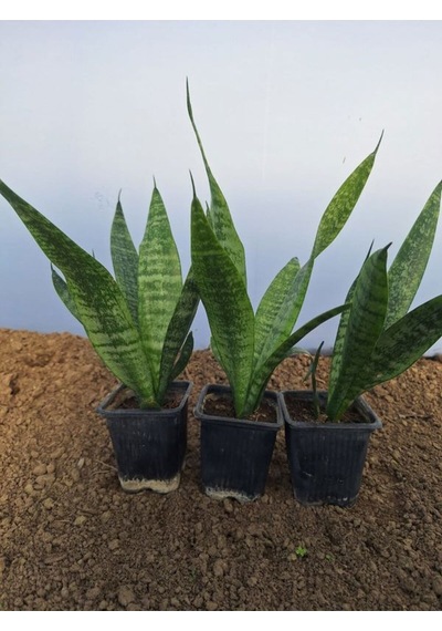 Videolu Kılıç Çiçeği 20 30 Cm 3 Adet Saksılı İç Mekan Bitkisi Gladiolus