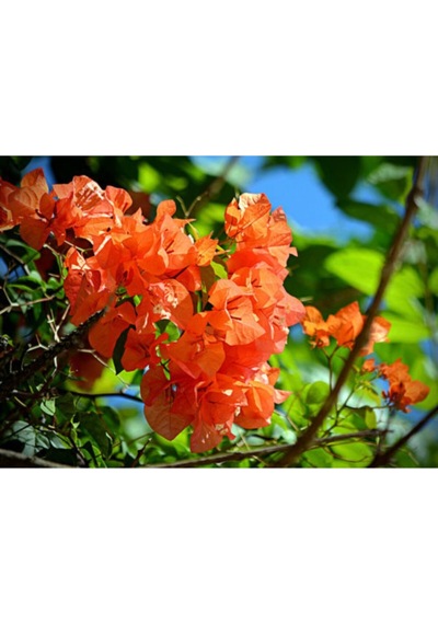 Serada Decor Plant Turuncu Begonvil Gelin Tacı Çiçeği Fidanı 60 Cm Saksılı