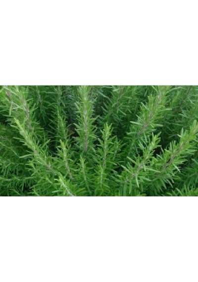 Biberiye Tohumu 50+ Tohum N117791