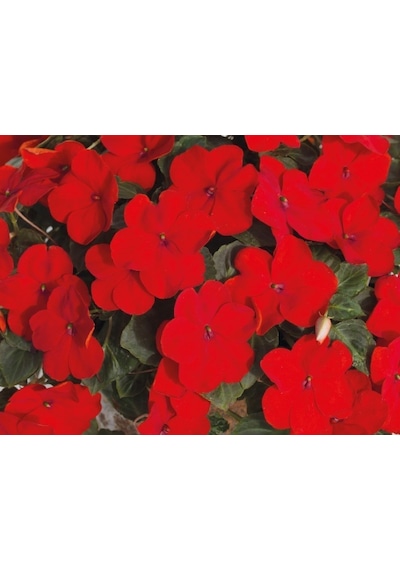 Cam Güzeli Çiçeği -impatiens Walleriana - Kırmızı 10 Adet