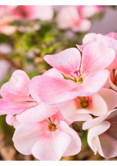 Açık Pembe Sardunya Çiçeği 30-40 Cm Saksılı Çiçekli Bodur Bitkiler Geranium