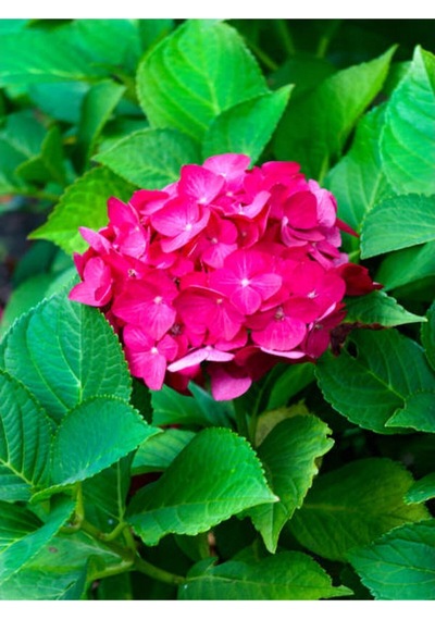 Özel Fuşya Renk Çiçekli Ortanca Fidanı 30-60 Cm Tüplü Çiçekli Bodur Bitkiler Hydrangea