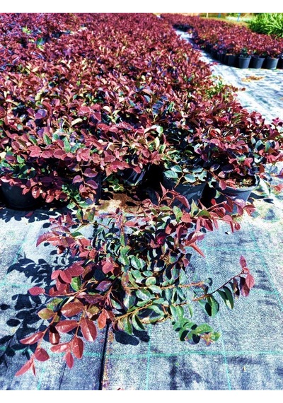 Loropetalum - Pembe Rüya Çiçeği 3 Adet