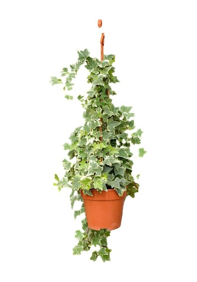 Hedera Helix+ Gaura Çiçeği 2'li Set Dış Mekan Bitkisi