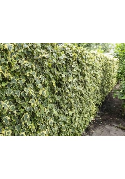 Hedera Sarmaşık 5 Adet - 1.5 Metre Sarılıcı Bitki N11.22977