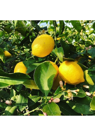 3 Yaş Aşılı Yediveren Mayer Limon Fidanı. Torbada N11.794
