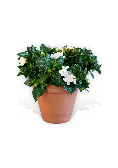 Videolu 1 Adet Yoğun Kokulu Gardenya Çiçeği 20-35 Cm Saksılı Iç Mekan Bitkileri Gardenia