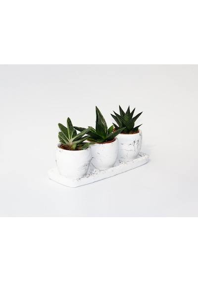 Trio Beyaz Sukulent Seti - Haworthia. Gasteria. Aloe Ferox