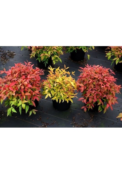 Bahçevilya 2 Yaşında Tüplü Nandina Cennet Bambusu Fidanı