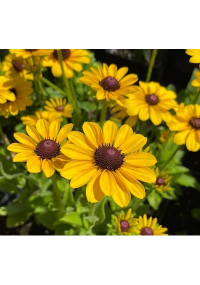 Rudbekya Çiçeği Tohumu Dalgalı Bodur Sarı Kırmızı Renkli - 5 Tohum