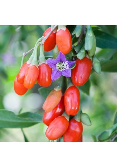 2 Adet Goji Berry Fidanı Damaye Tombul Meyve Tüplü 1 Yaş 12 Ay Dikebilirsiniz....