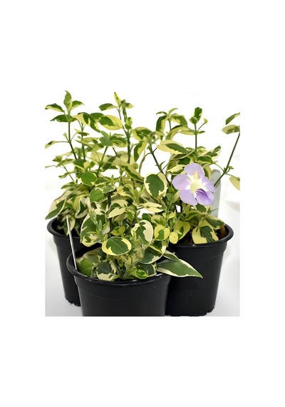 Cezayir Menekşesi Alacalı Büyük Çiçekli Vinca Major Variegata Saksıda