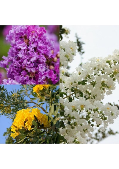 Videolu Sarı Beyaz Mor 3 Adet Oya Ağacı Fidanı 30-75cm Tüplü Yellow White Purple Lacebark