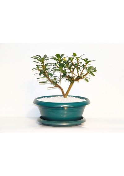 Bonsai Pitosporum Yıldız Çalısı - 7 Yaşında Yeşil Saksı