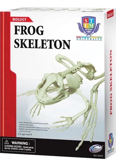 Mey İthalat Kurbağa İskeleti Bilim Seti