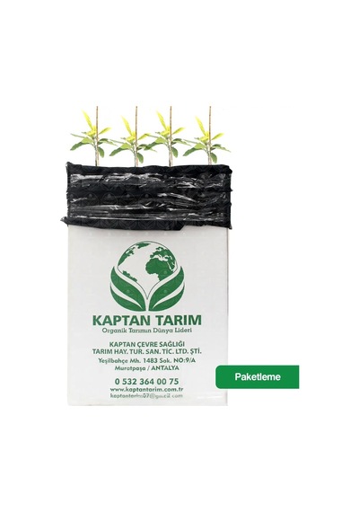 Storeşahin Aşılı Hass Avokado Fidanı 4 Adet Shn0720