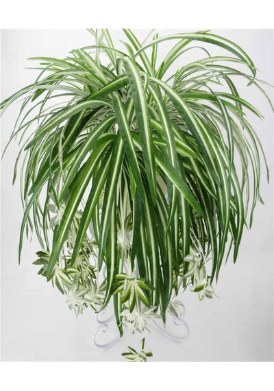 1 Adet Kurdela Çiçeği Fidanı 40-60cm Saksılı Ribbon Flower Seedling