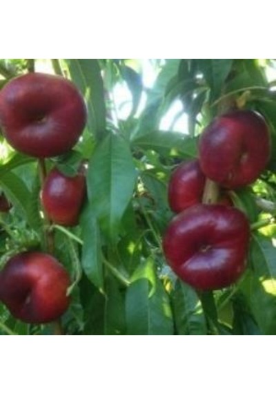 Tüplü Aşılı Kendine Verimli Basık Nektarin Fidanı
