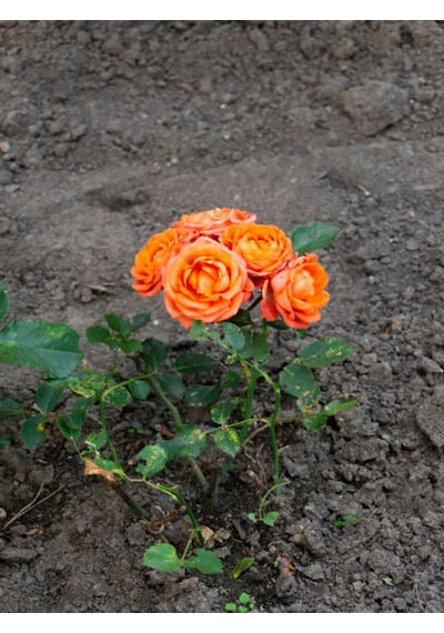 Videolu Yediveren Turuncu Renkli 30 50 Cm 1 Adet Saksılı Aşılı Gül Orange Rose