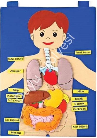 Kumaş İç Organlarımız Cırtlı Panosu