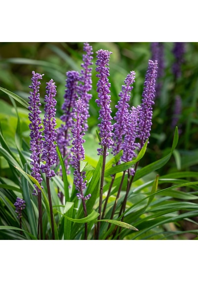 Çim Zambağı 'Liriope Muscari' 5'li Set