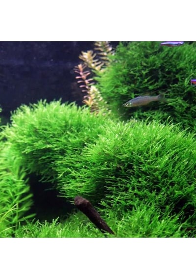 Taiwan Moss Yeni Sarım Canlı Bitki 5x5 Cm Diğer